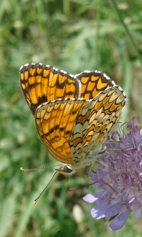 Melitaea phoebe (Nymphalidae)? S